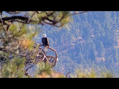 Nov 28, 2024: Shadow heard in morning duet 🎶 Jackie appears on cam 🦅