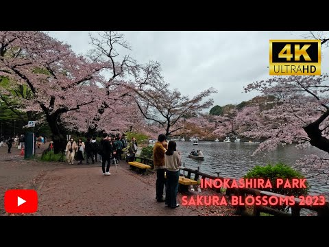 2023 Tokyo Cherry Blossom Season:  [4K] Amazing Sakura Blossom Views at Inokashira Park!