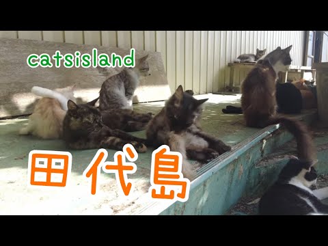 阿部ツ商店前で猫まみれCovered in cats in front of Abetsu Shoten【田代島】【２０２４秋】【猫島巡り】