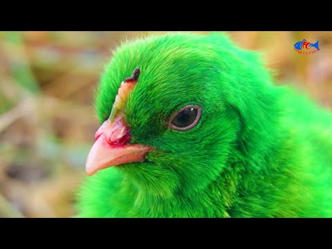 Prism MURGI CHICKS with Color Eggs in Nature (Pintar FRACAS, Gallina)