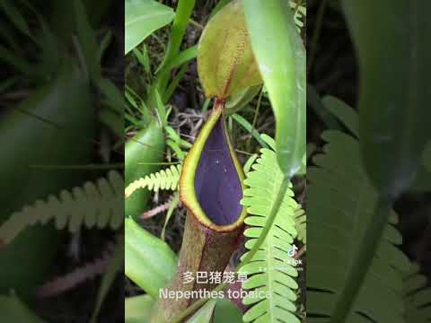 Nepenthes tobaica 多巴猪笼草