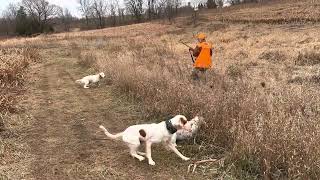 English setter hunting