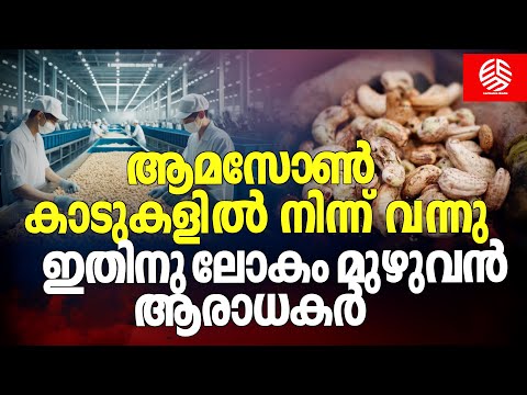 ആമസോൺ കാടുകളിൽ നിന്ന് വന്നു ഇതിനു ലോകം മുഴുവൻ ആരാധകർ | Found in the Amazon jungle | Cashew nuts |