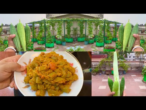 Harvesting Organic Snake Gourds To Cook Delicious Snake Gourd Recipe // Chichinga Sabji Recipe