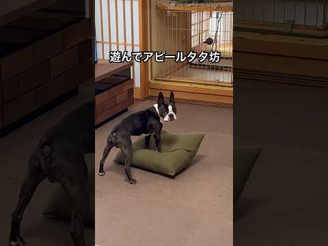 #ボストンテリア #bostonterrier #ボステリ #dog #dogshorts #doglife