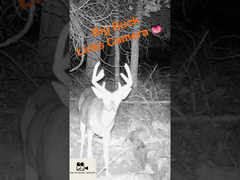 Bug Whitetail Buck LICKS Trail Camera While Recording!! #wildlife #deer #trailcam #outdoors