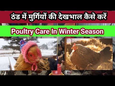 How To Keep You Chicken Warm In Winter ||    murgiyo ko thand se kaise bachaye #winterseason