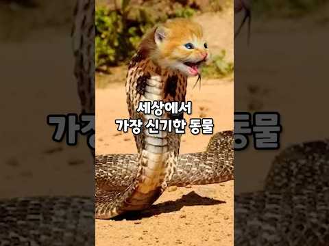 세상에서 가장 신기한 동물 오리너구리