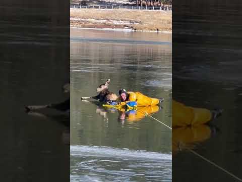 Heroic Firefighters Rescue Deer Trapped on Frozen Lake