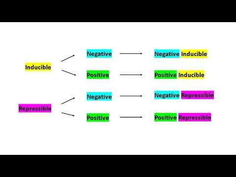 (G2) About Operons and the Lactose Operon in E. coli