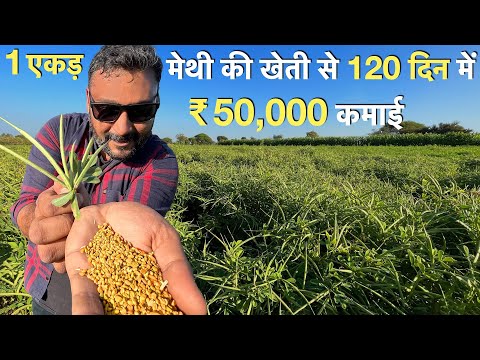 Low Investment hight profit Methi Farming India मेथी की खेती fenugreek      at home