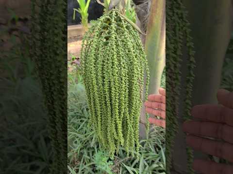 Amazing Plant