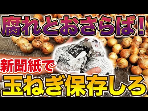 【たった1分で終わる】玉ねぎ長期保存するためにやって欲しい新聞紙を使ったマル秘テク