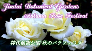 「神代植物公園」秋のバラフェスタ 秋バラの季節/Jindai Botanical Gardens Autumn Rose Festival/4K