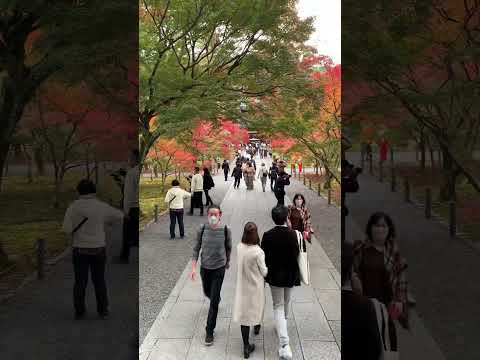 【4K】Nanzenji autumn colors-南禅寺 紅葉-