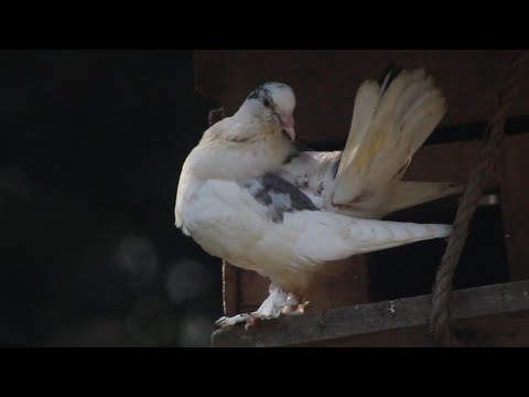 Baby White Pigeon || The World Biggest White Pigeon || Home Aviary Making Video || Bird Cage