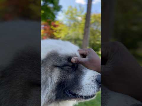 This is Bleu, our 1.5+ year old Great Pyrenees, guardian dog #doglovers #homestead #urbanfarming