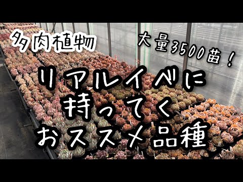 【多肉植物】3500苗以上！イベントに持ってく多肉紹介