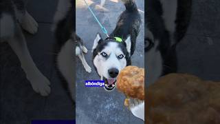 Husky 😱que habla pide albóndigas y jamón🤣