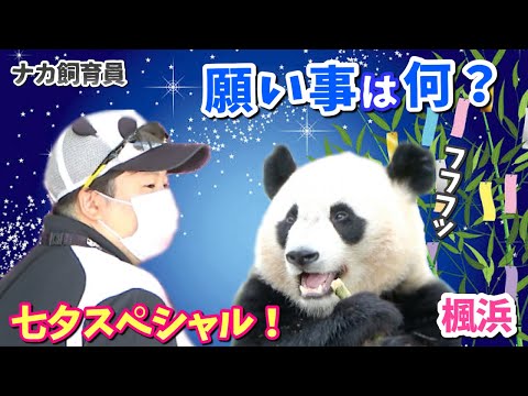 【パンダアイドル🐼楓浜】七夕の夜🎋ふうひん🐼の願いは○○1択でしょ〜