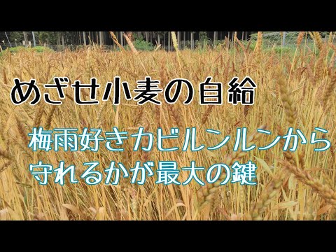 【小麦の自給】梅雨の晴れ間に収穫/穂をカビさせないよう必死