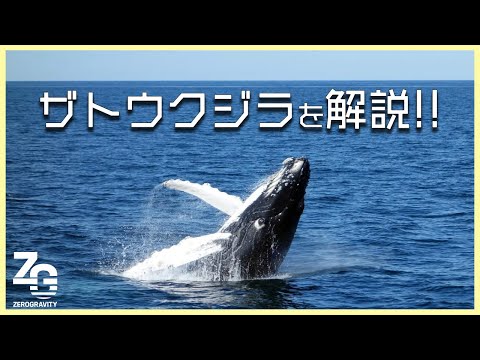 【奄美大島】冬に訪れる感動！ホエールウォッチングの魅力を解説