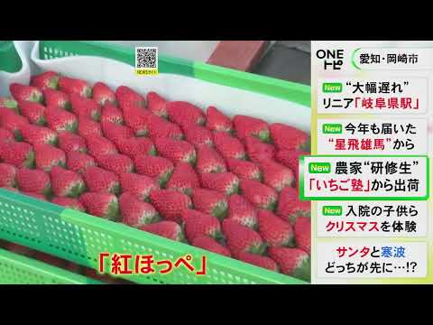 減少傾向の生産者を育成…“いちご塾”の研修生が育てた「紅ほっぺ」出荷 例年通り甘く美味しい出来栄えに