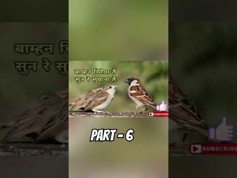 बाम्हन चिरैयPart - 6 #shorts #love #trending #song #cg #cgsong #music