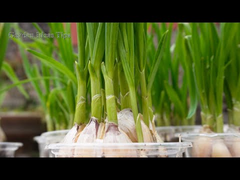 TIMELAPSE: Useful Tips & Tricks Propagating Growing Garlic on Balconies at Home for Beginners