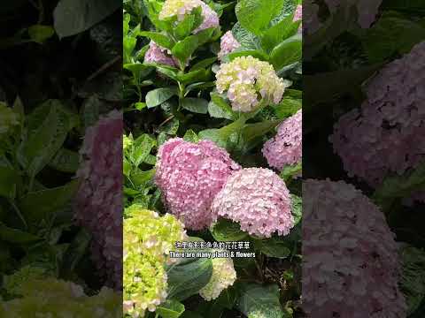 Getting Highlands 【Strawberry Leisure Farm】云顶 【草莓休闲农场】马来西亚旅游 Malaysia