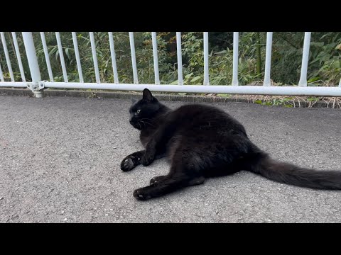 坂道で追いかけてくる黒ねこちゃん　No.７９５　に　２０２４年　１１月７日　１６：００　のくろねこちゃん　black cat