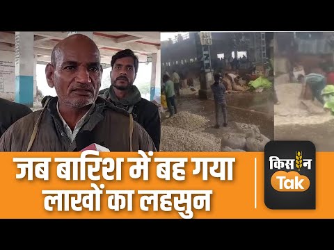 MP News: Mandsaur Mandi में बारिश ने बढ़ाई किसानों की मुश्किलें, पानी में बह गया लाखों का लहसुन