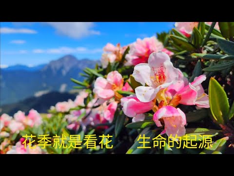 合歡山群峰-2023花季 4K