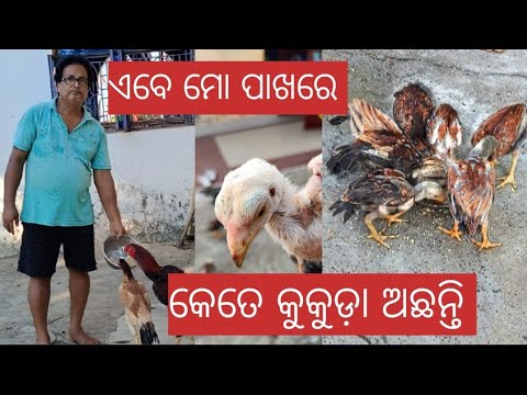 ଏବେ ମୋ ପାଖରେ କେତେ କୁକୁଡ଼ା ଅଛନ୍ତି@basanta_sir_kitchengarden#youtube#viral#chicken#sunday