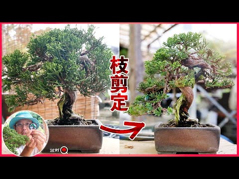 Don't hesitate anymore! Juniper branch pruning and how to think about it [Bonsai Q]