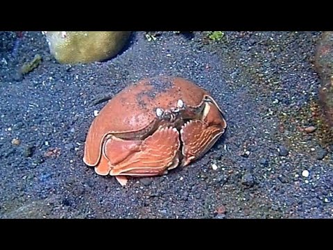 [マルソデカラッパ] 巨大カラッパが、魚に追いかけられる〜 (⁠☉⁠｡⁠☉⁠)⁠! Giant box crab in tulamben bali