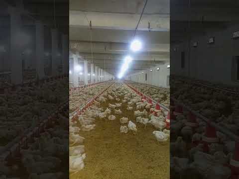 poultry farm #broilerchick #murgifarm #broiler_poultry_farm #poultryfarmbusinessplan