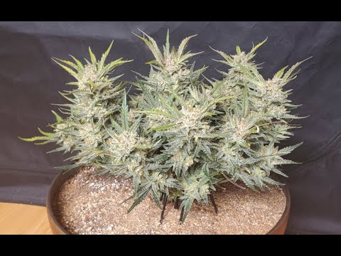 Timelapse of Girl Scout Cookies Autoflower from Fastbuds! Spiderfarmer SF4000 - 3x3 Tent