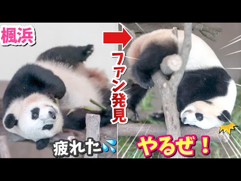 【パンダアイドル楓浜】疲れ知らず⁉︎夏の残業中に見せる華麗な宙返り！🌞🐼