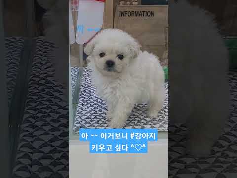 이거보니 #강아지 키우고 싶넹^♡^