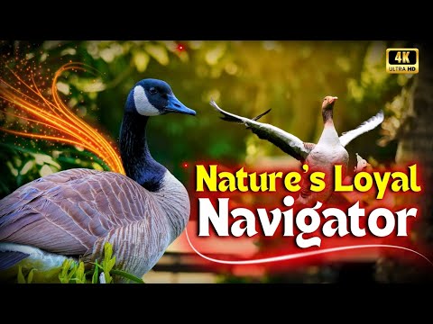 Documentary on Nature’s Loyal Navigator | The Majestic Goose Bird | Creative Nature