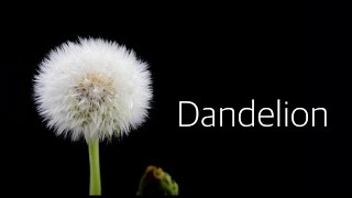 タイムラプス！タンポポ、Dandelion Flower Timelapse、2度生まれ変わる