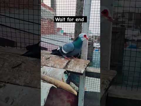 Ankh se khun tapak raha h kabutar ke 😱 #pigeon #shortvideo #shorts #viralvideo