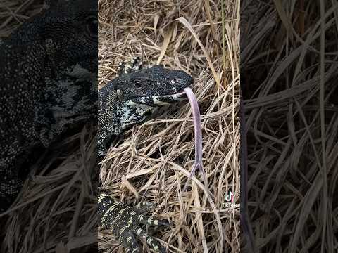 Goanna by the roadside