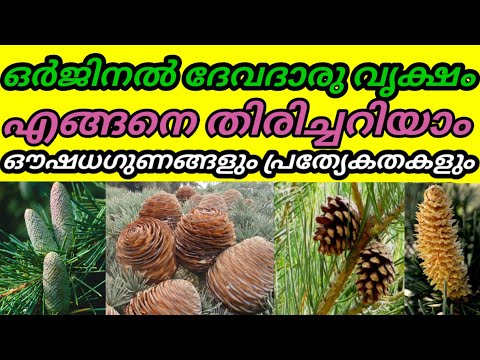 Himalayan cedar deodar cedar cones and seeds / ദേവദാരു എന്ന അത്ഭുത വൃക്ഷം