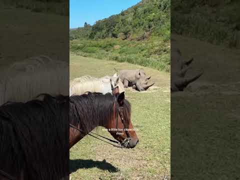 safari on horseback #southafrica