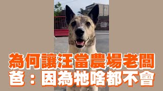 讓狗狗當農場老闆！奴才笑：因為牠啥都不會😂｜寵物動物