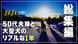 後編【総集編】コール家２０２４｜ゴールデンレトリバーと北海道暮らし