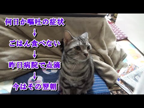 ごはん食べない猫が病院に行ったその後（アメリカンショートヘア）