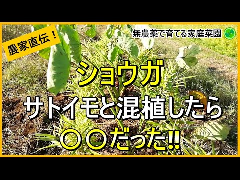 【生姜栽培】収穫後にやるべきことと混植の結果について解説！【有機農家直伝！無農薬で育てる家庭菜園】　24/10/29